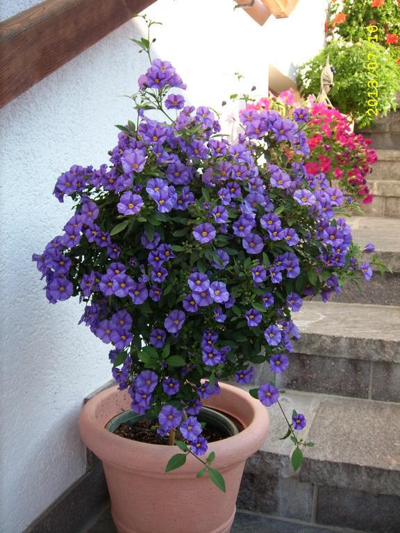 Haus Gmahblick Ferienwonungen Hotel Alpbach Luaran gambar